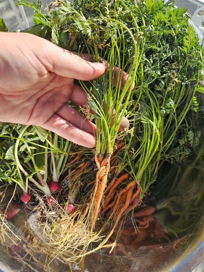Keep Seeds Moist Until Sprouts Appear Keep Seeds Moist Until Sprouts Appear