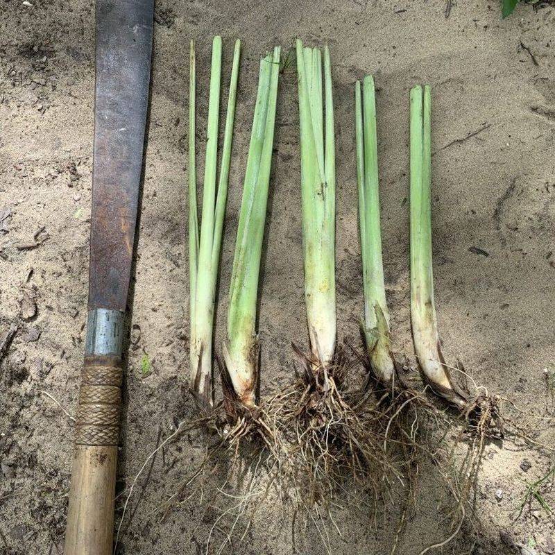 Keep Several Strong Stalks Attached To Each Division Keep Several Strong Stalks Attached To Each Division