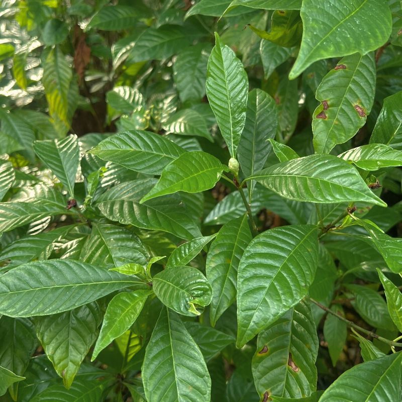 Keep Shade Borders Fresh With Wild Coffee