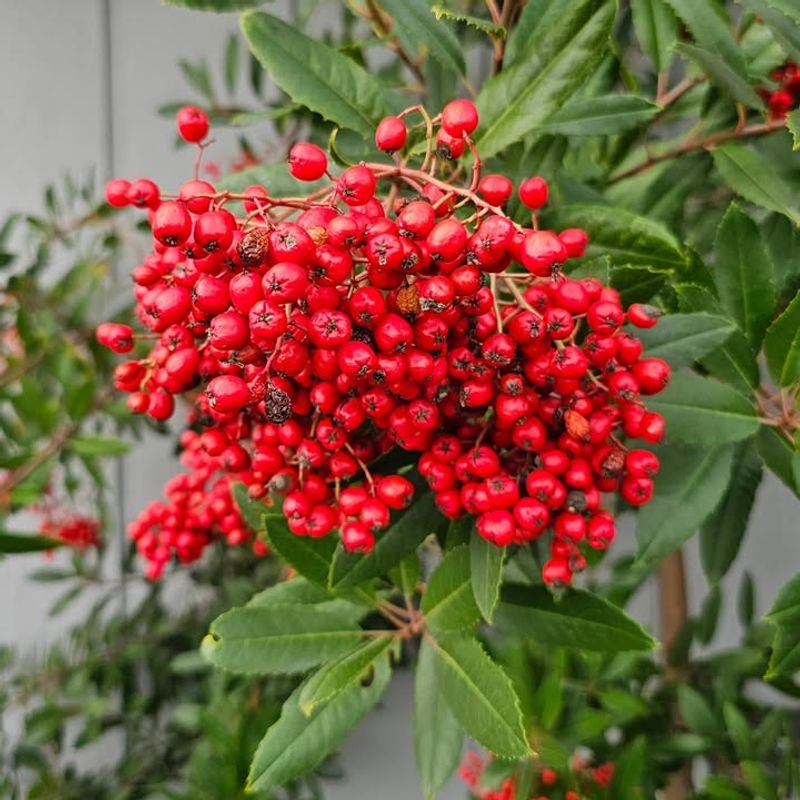 Keep Shrubs Or Trees Nearby For Cover