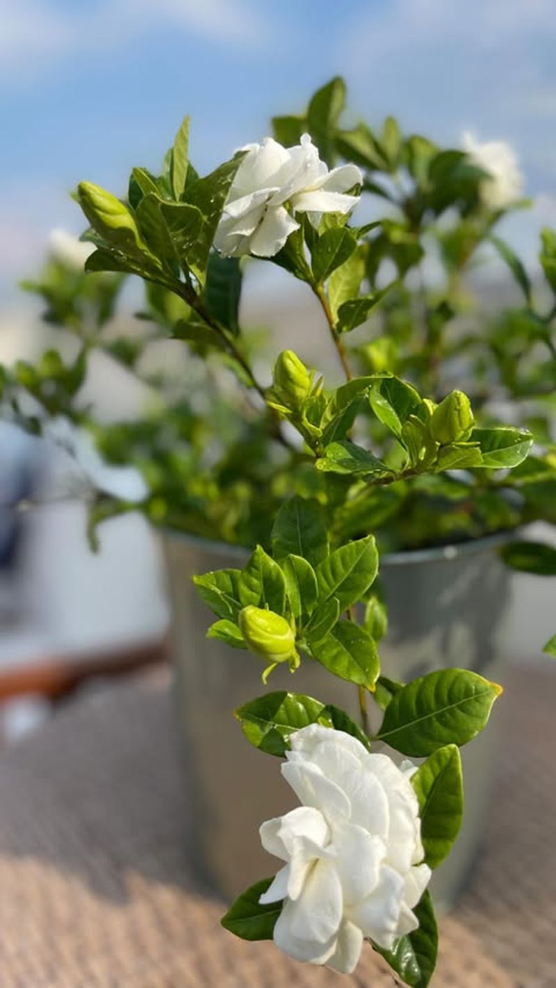 Keep Soil Consistently Moist