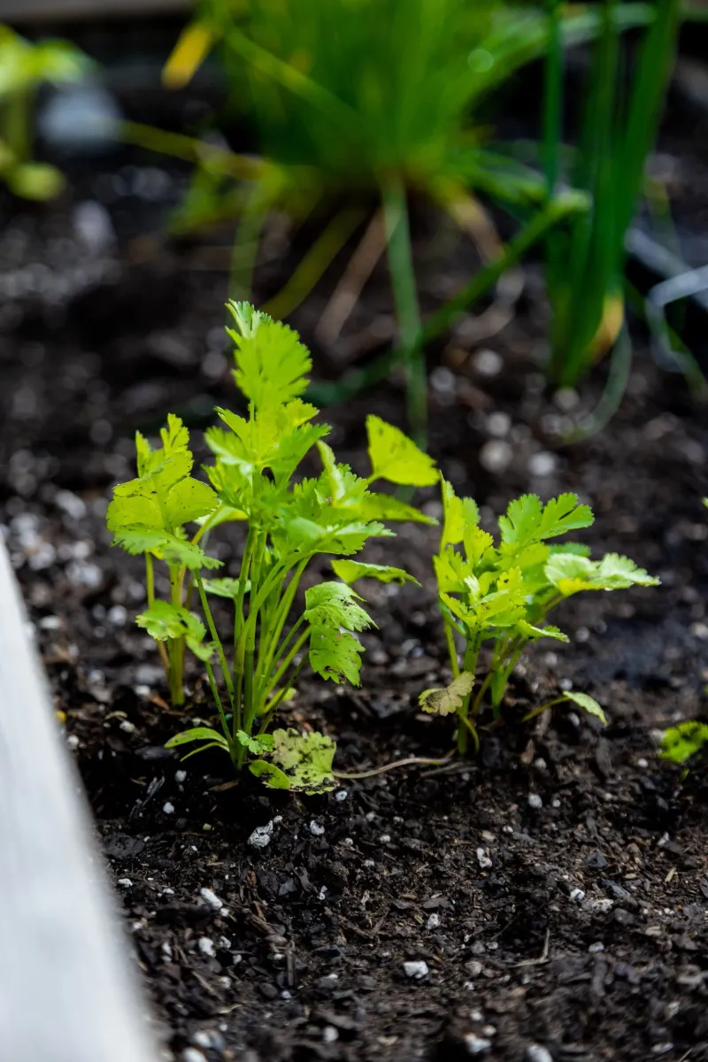 Keep Soil Evenly Moist But Well Drained