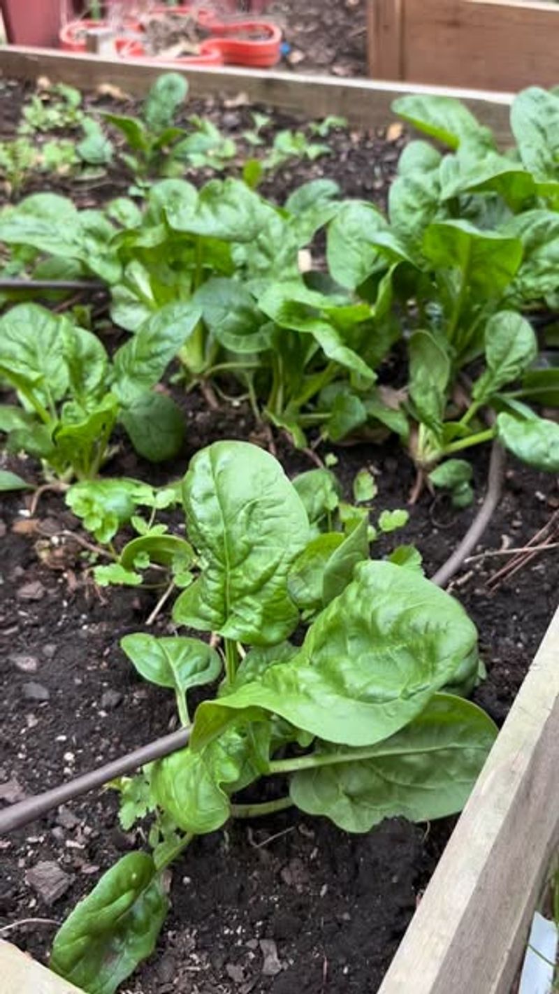 Keep Soil Evenly Moist