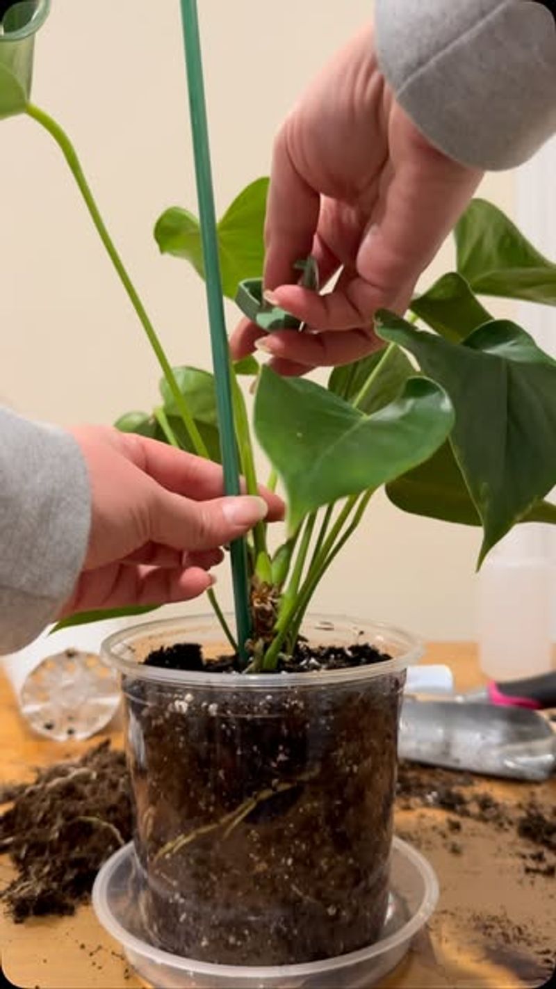 Keep Soil Light And Fast Draining