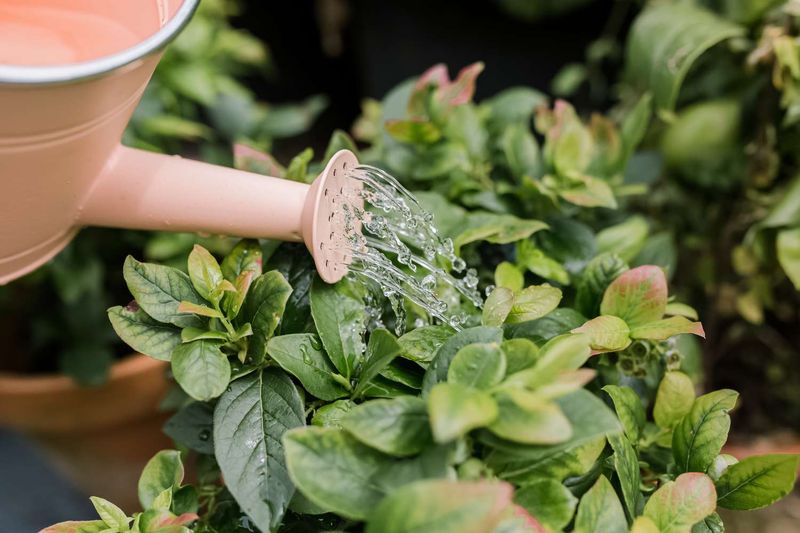Keep Soil Moist But Not Waterlogged Keep Soil Moist But Not Waterlogged