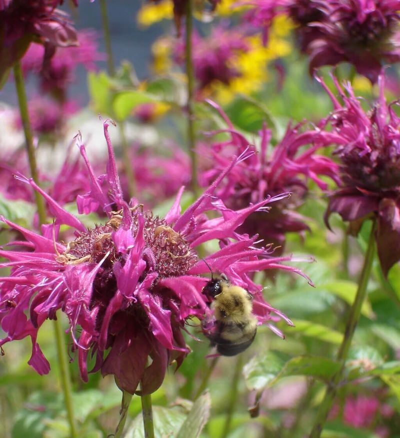 Keep Soil Moist Without Letting Roots Stay Soggy