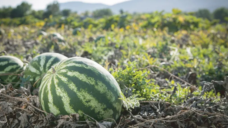 Keep Soil Moisture Steady As Melons Size Up