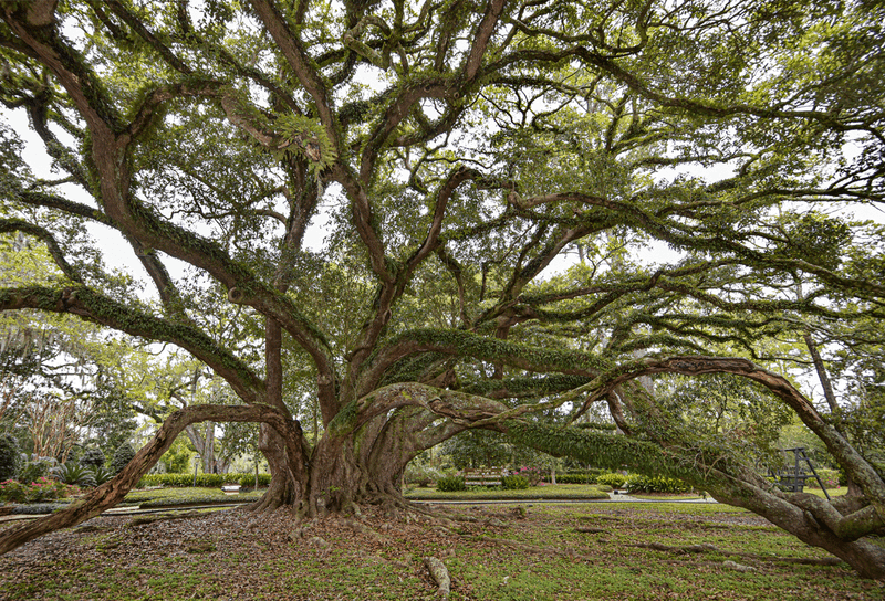 Keep Some Mature Trees Nearby