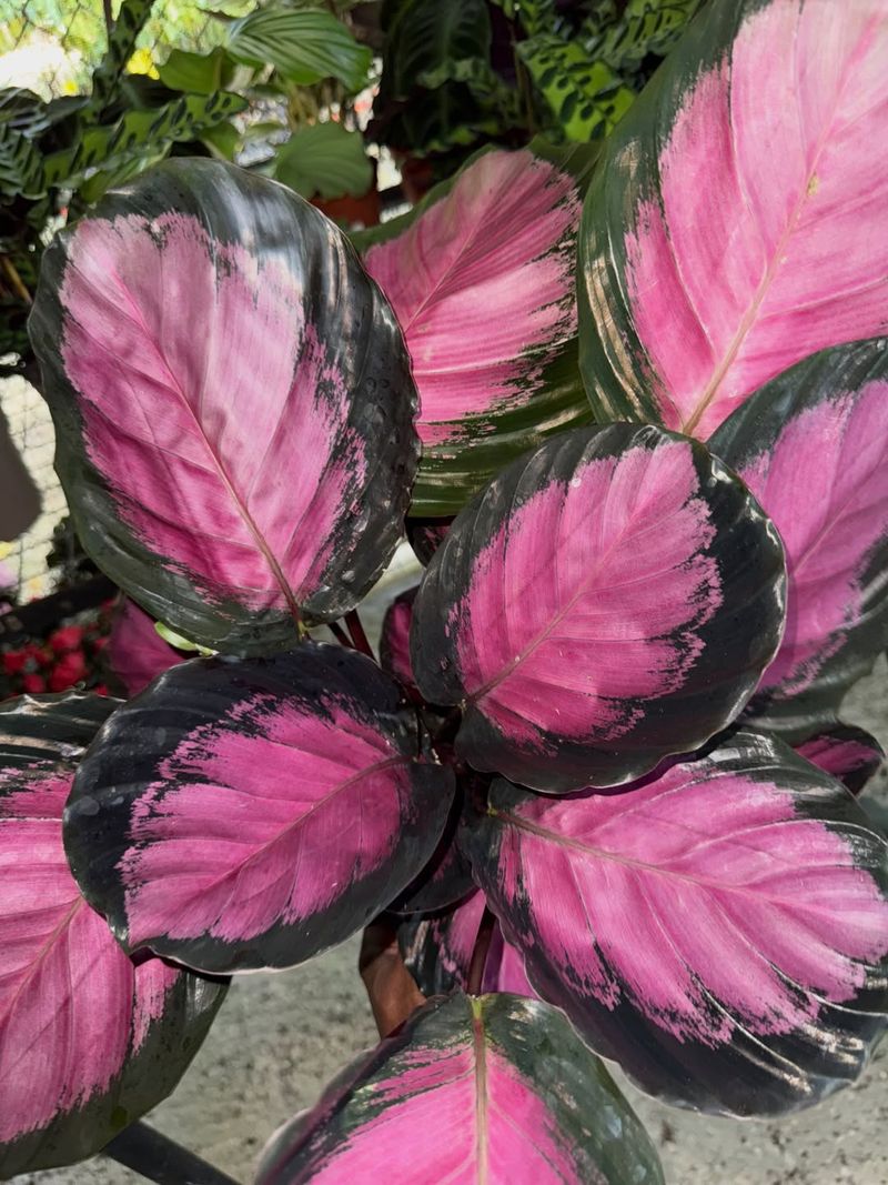 Keep Strong Afternoon Sun Away From Your Plant