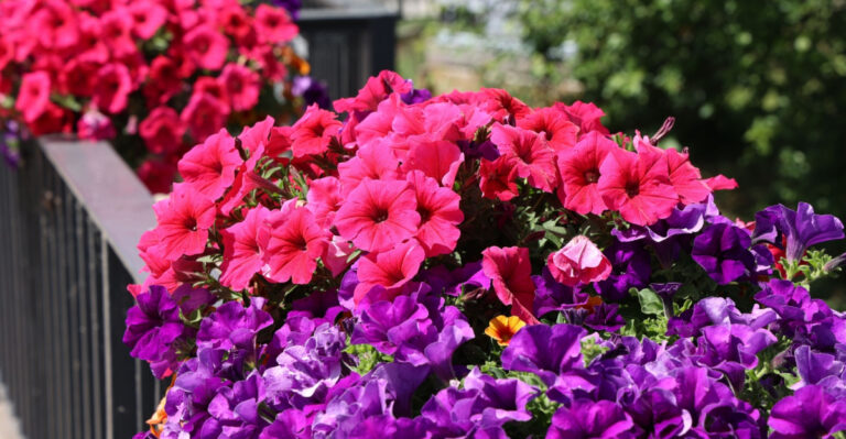 Keep Tennessee Petunias Blooming All Summer With This Simple Pruning Habit