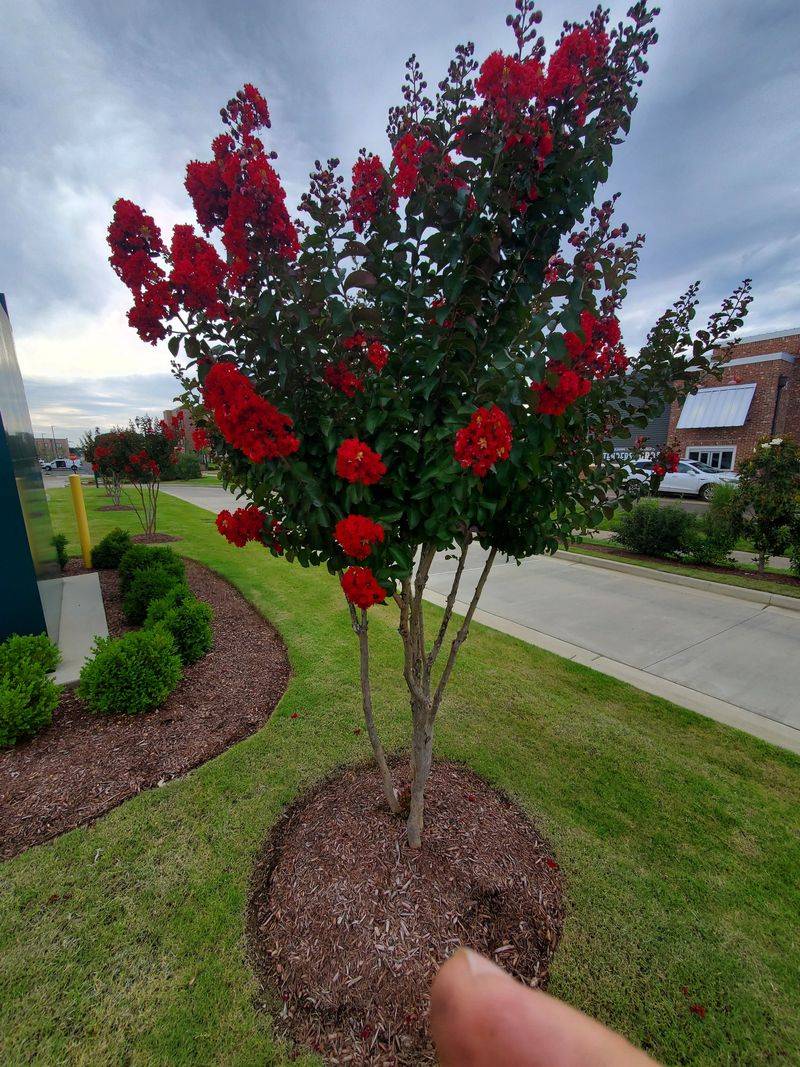 Keep The Natural Shape Instead Of Forcing A Round Canopy
