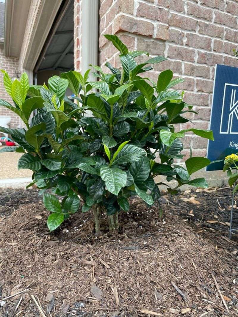 Keep The Root Zone Evenly Moist