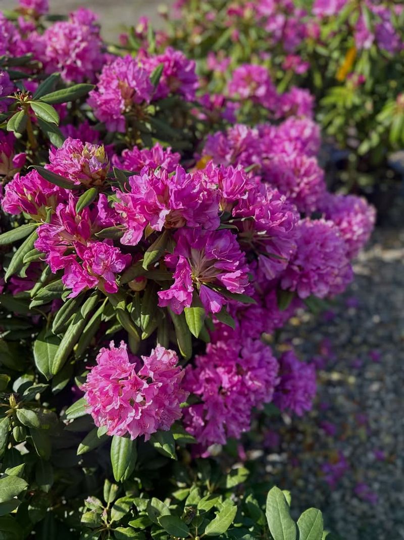 Keep The Soil Acidic And Rich In Organic Matter