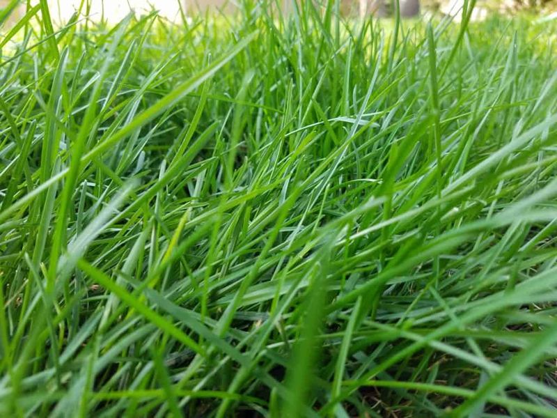 Keep Turfgrass Where Your Yard Still Needs Durability