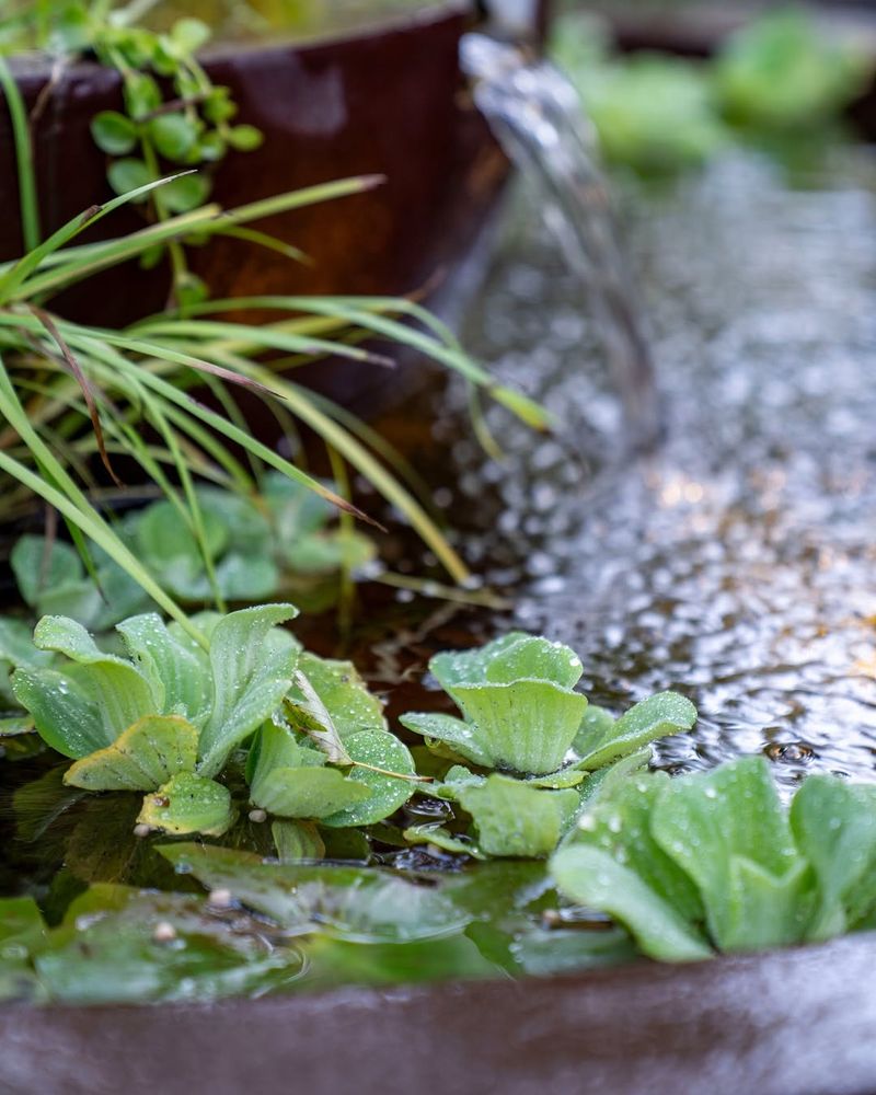 Keep Water Hyacinth And Water Lettuce Out Of Ponds And Water Gardens