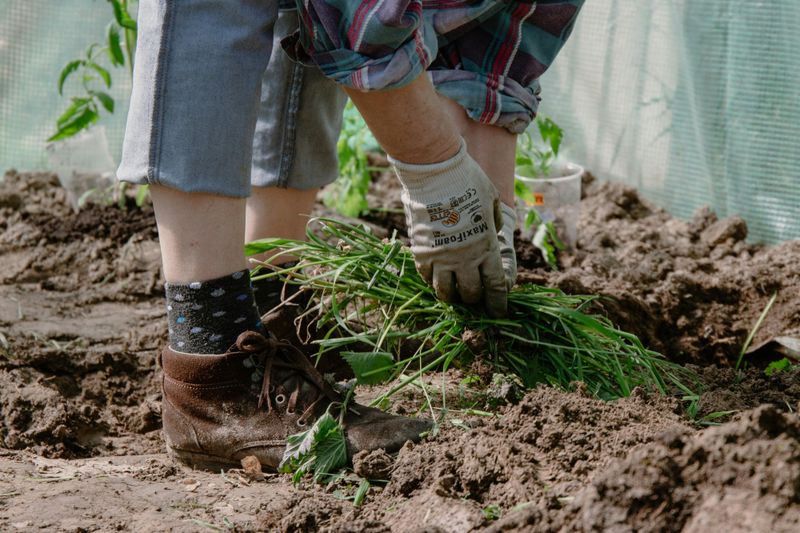 Keep Weeds Out While Carrots Get Started Keep Weeds Out While Carrots Get Started