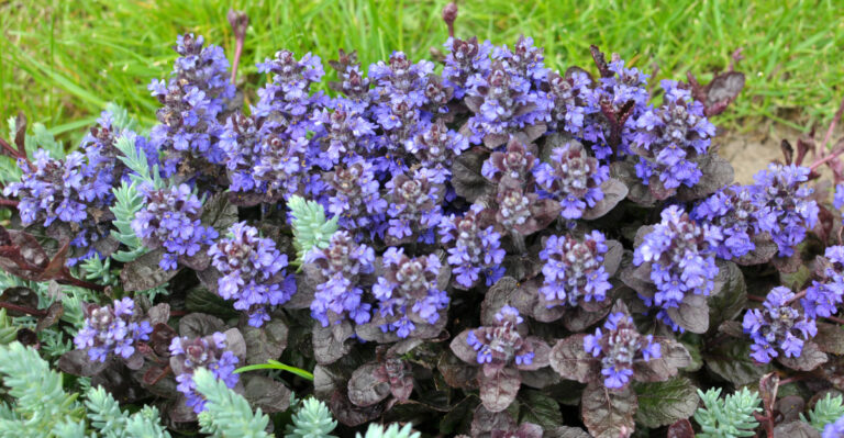 plant (featured image)