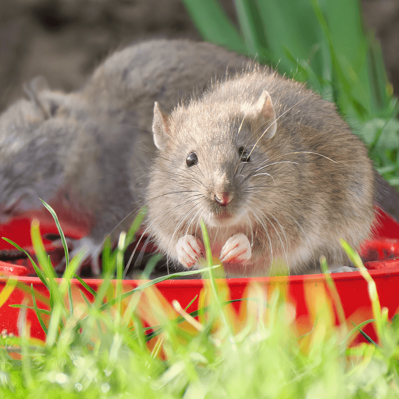 Keeping Beds Clean Matters More Than Any Flower Keeping Beds Clean Matters More Than Any Flower