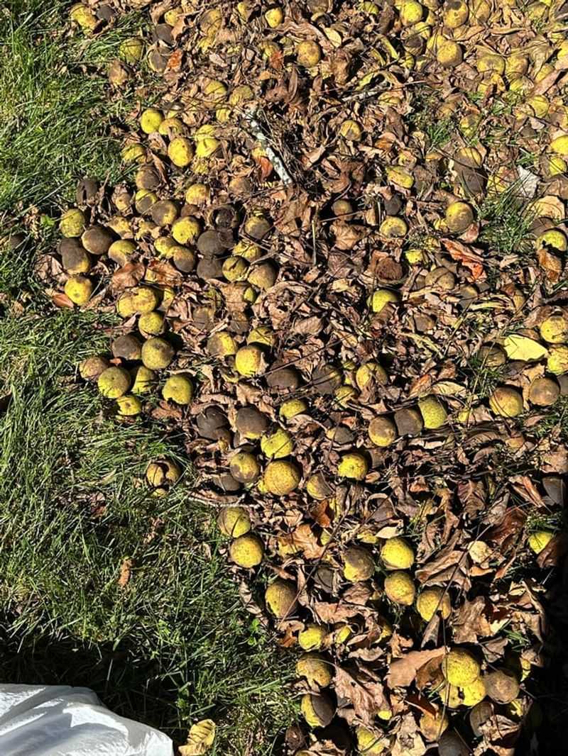 Keeping Fallen Fruit On The Ground Keeping Fallen Fruit On The Ground
