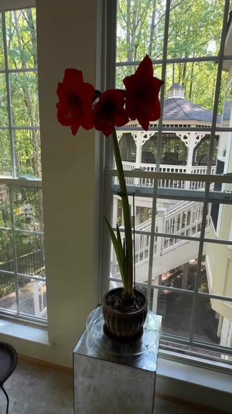 Keeping Plants In Low Light