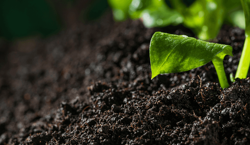 Keeping Soil Moist During Dry Weather