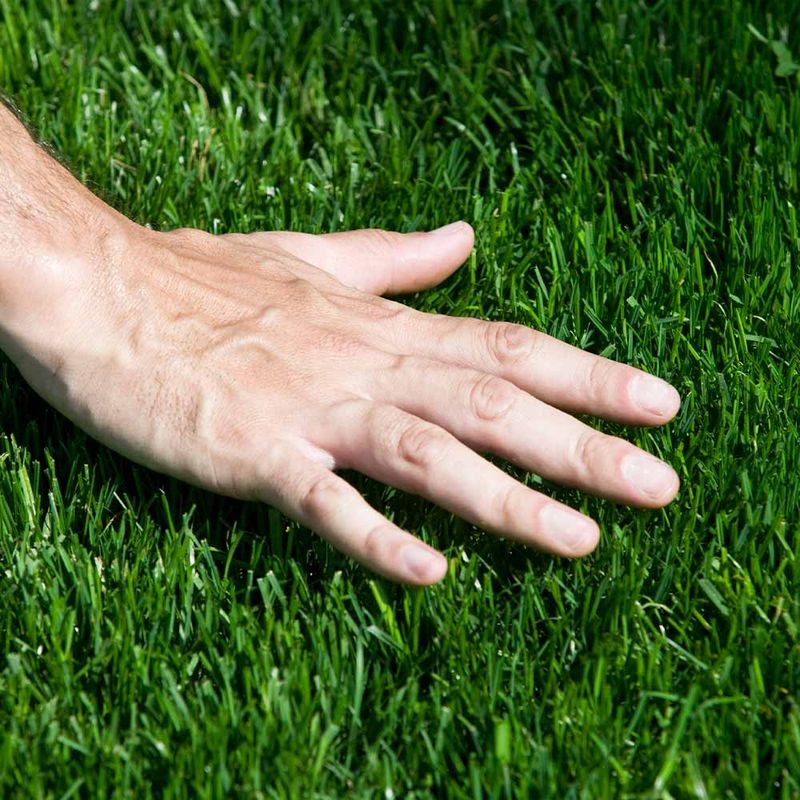 Keeping The Yard Covered In Thick Turf Keeping The Yard Covered In Thick Turf