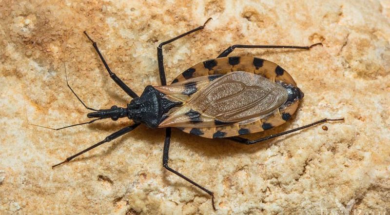 Kissing Bugs Sometimes Appear Around Outdoor Lights At Night