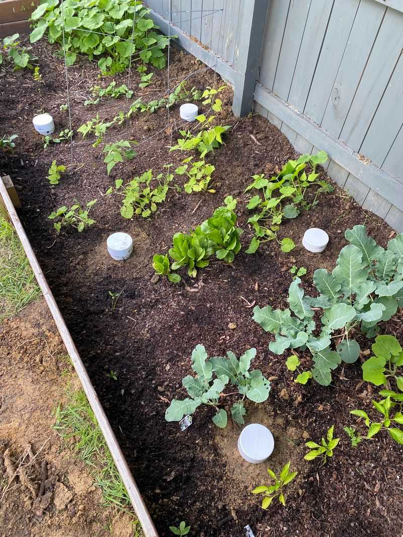 Kitchen Scraps Break Down Right Inside The Bed