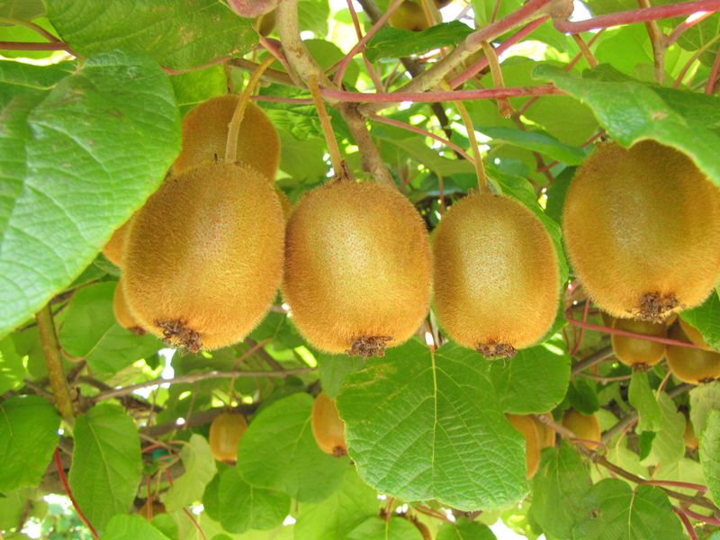 Kiwifruit Climbs Fences And Earns Its Keep