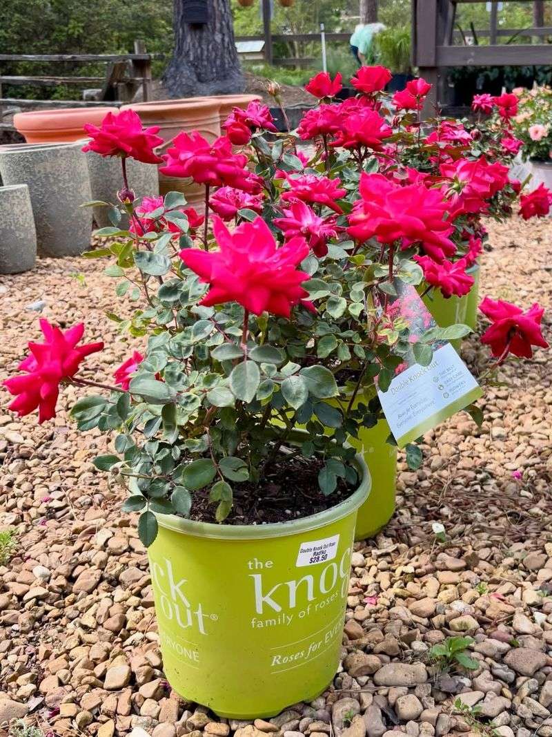 Knock Out Rose Produces Steady Flowers In Heat Knock Out Rose Produces Steady Flowers In Heat