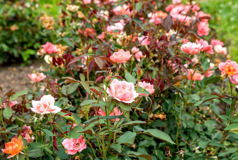 Knock Out Roses Knock Out Roses