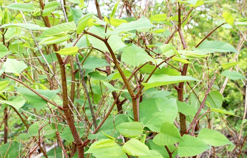 Knotweed Can Take Over Streambanks Fast