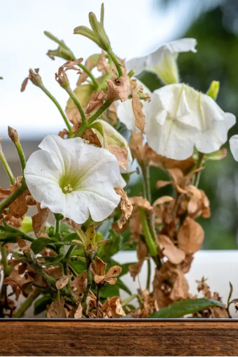 Know Why Faded Petunia Flowers Slow New Blooms