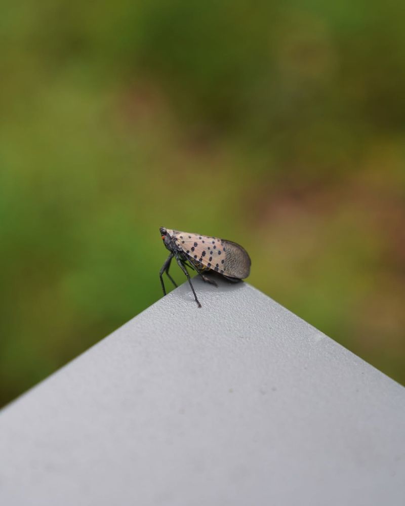 Know Why Spotted Lanternfly Spreads So Easily
