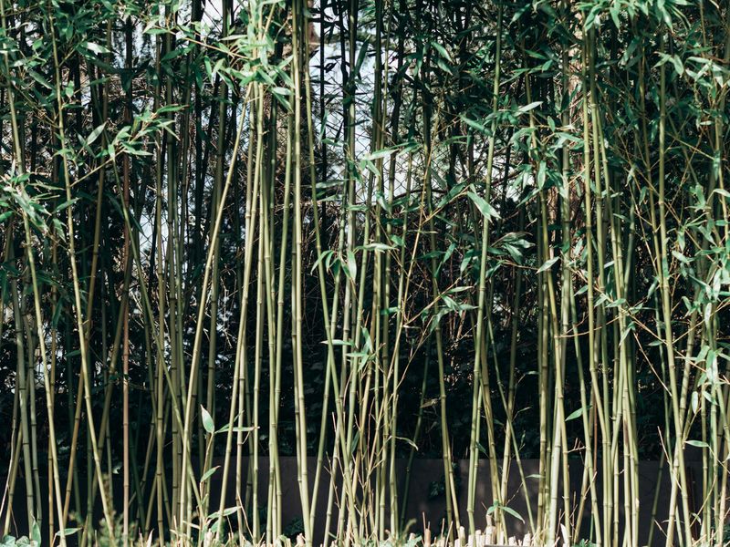 Know Why This Fast-Growing Plant Can Spark Trouble