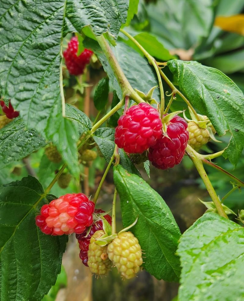Know Your Raspberry Type First