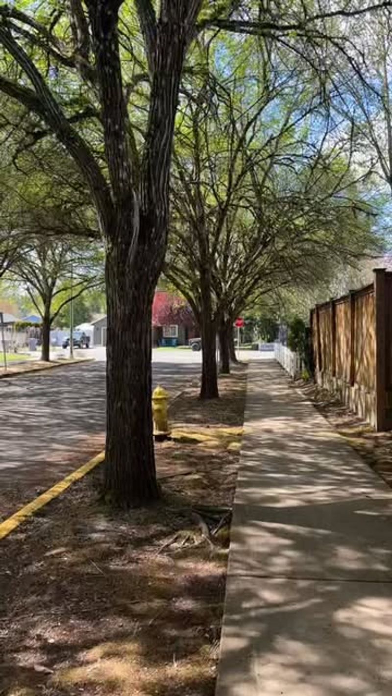 A tree-lined sidewalk in a residential neighborhood.