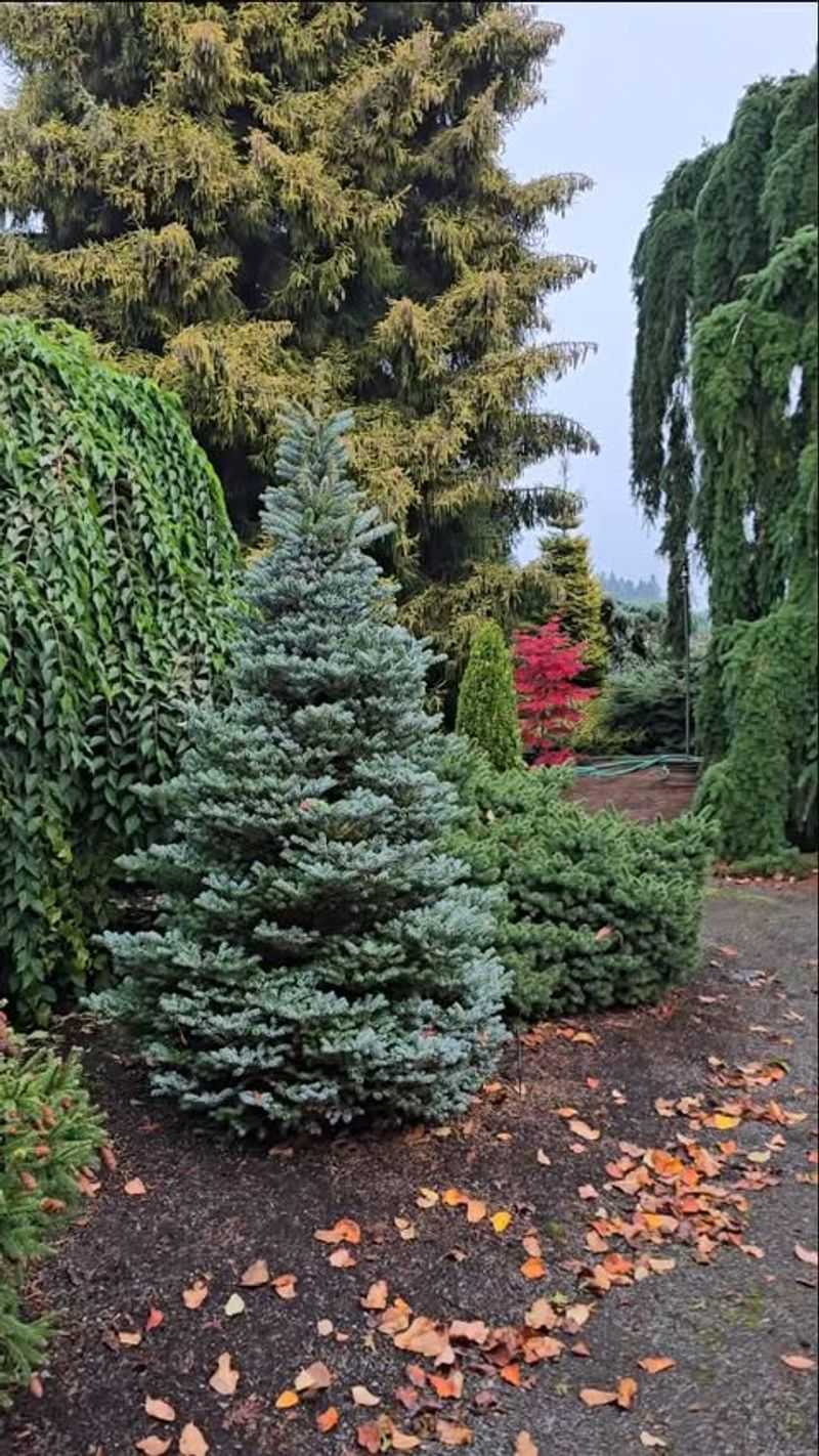 Korean Fir Silberlocke