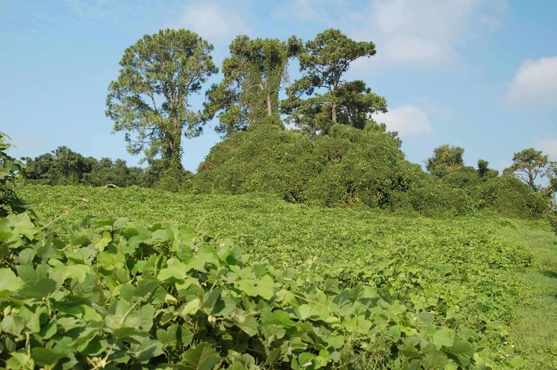Kudzu Quickly Swallows Open Space