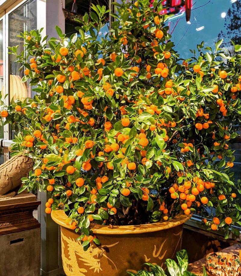 Kumquats Perform Nicely Near Heat-Reflecting Walls