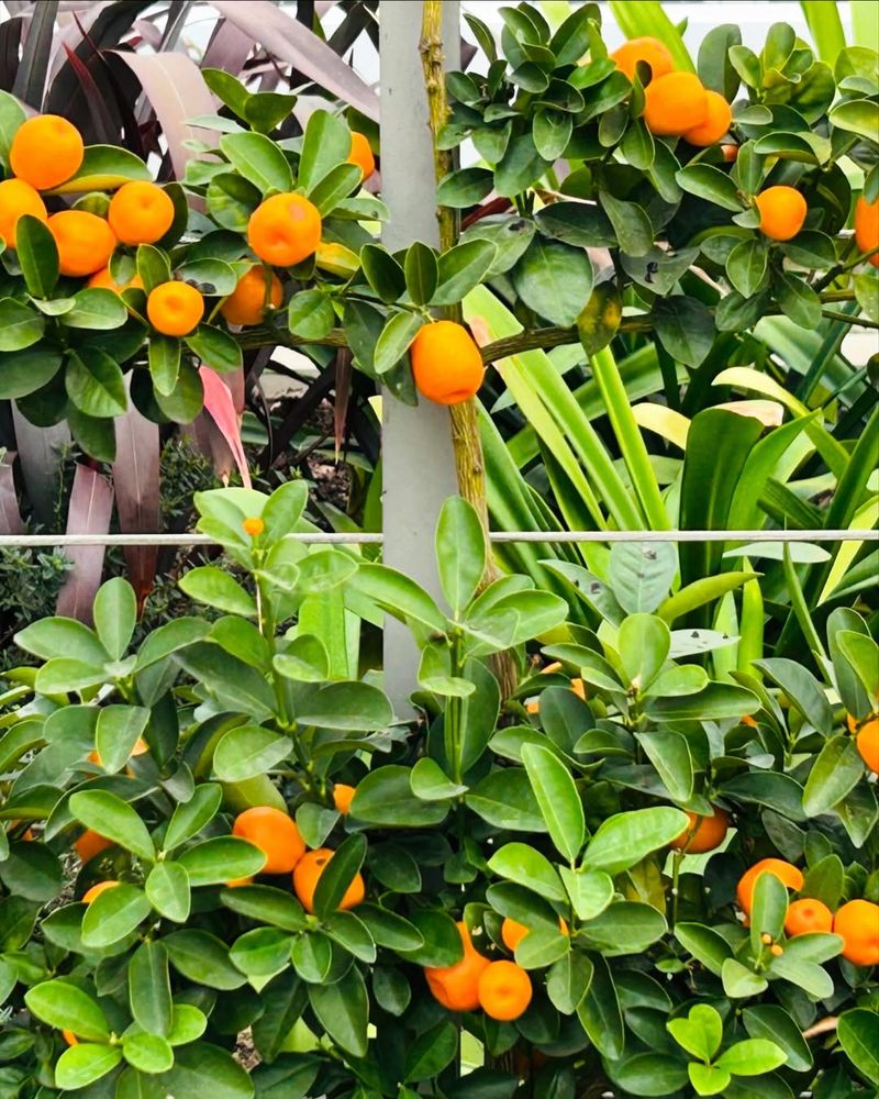 Kumquats