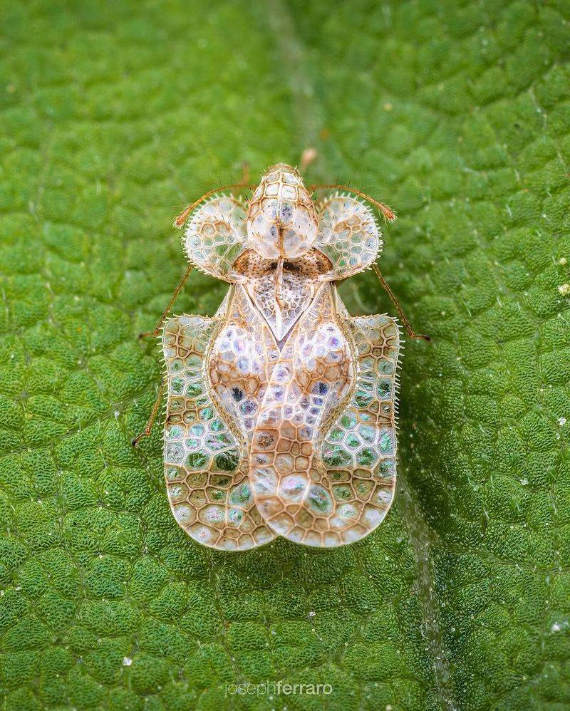 Lace Bugs Leave Speckled Damage On Buckeye Leaves Lace Bugs Leave Speckled Damage On Buckeye Leaves