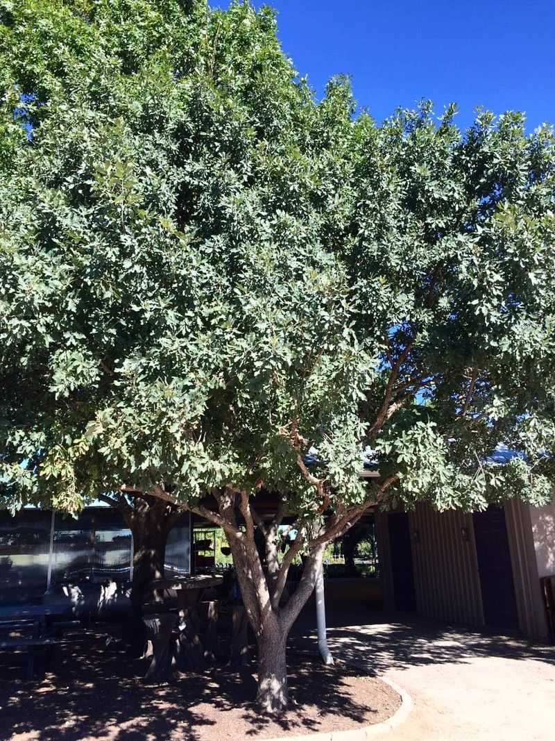 Lacey Oak