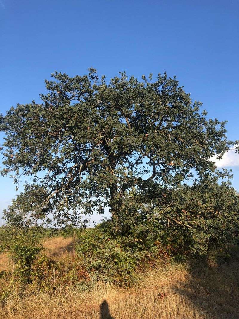 Lacey Oak