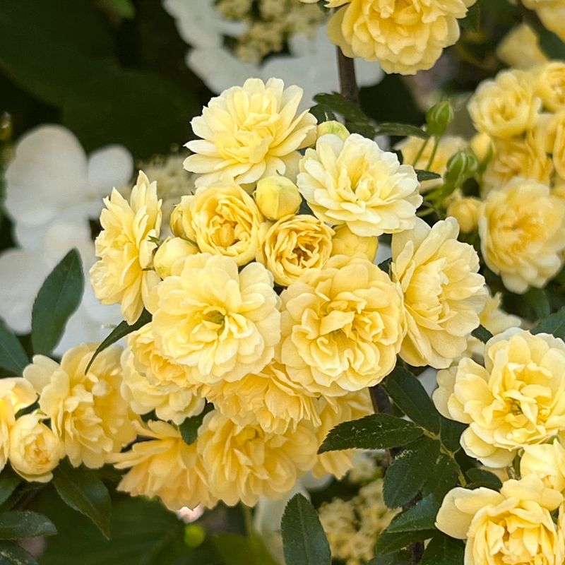 Lady Bank's Rose Climbs Quickly On Sturdy Fences