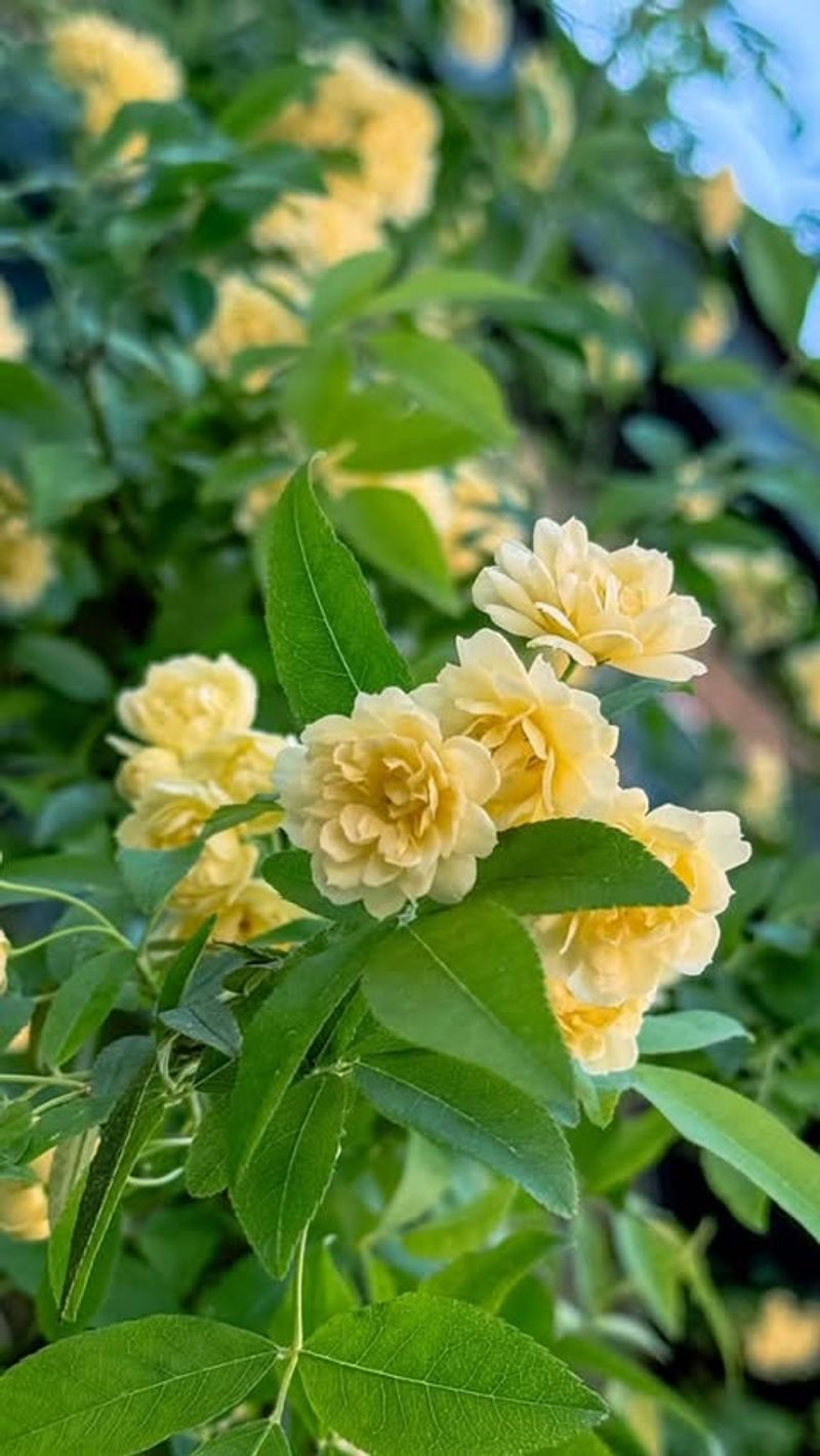 Lady Banks Rose Thrives With Very Little Water Lady Banks Rose Thrives With Very Little Water