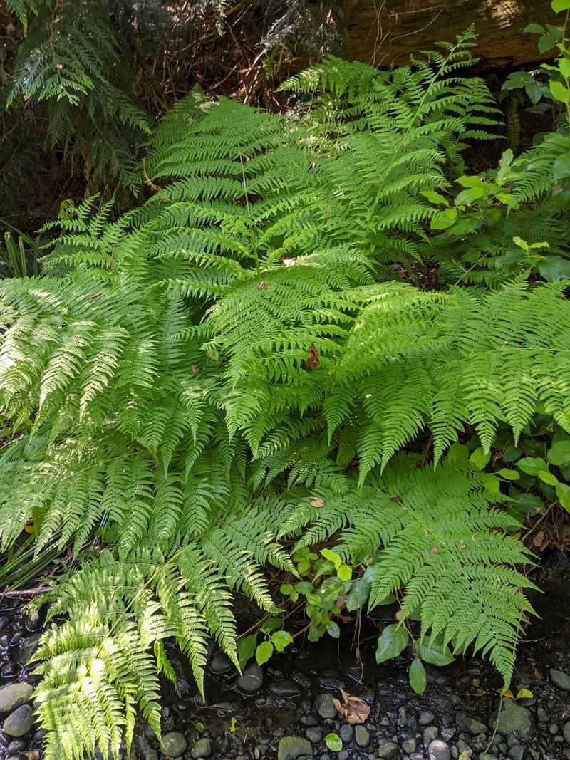 Lady Fern Lady Fern