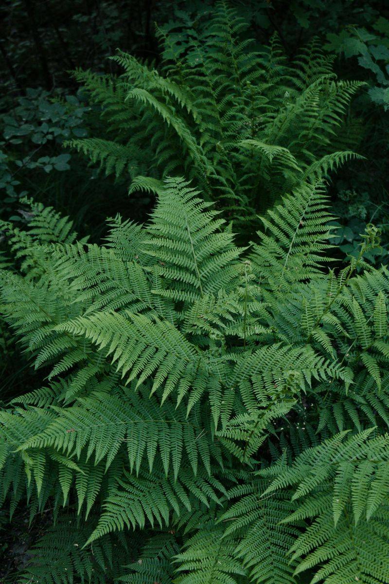 Lady Fern