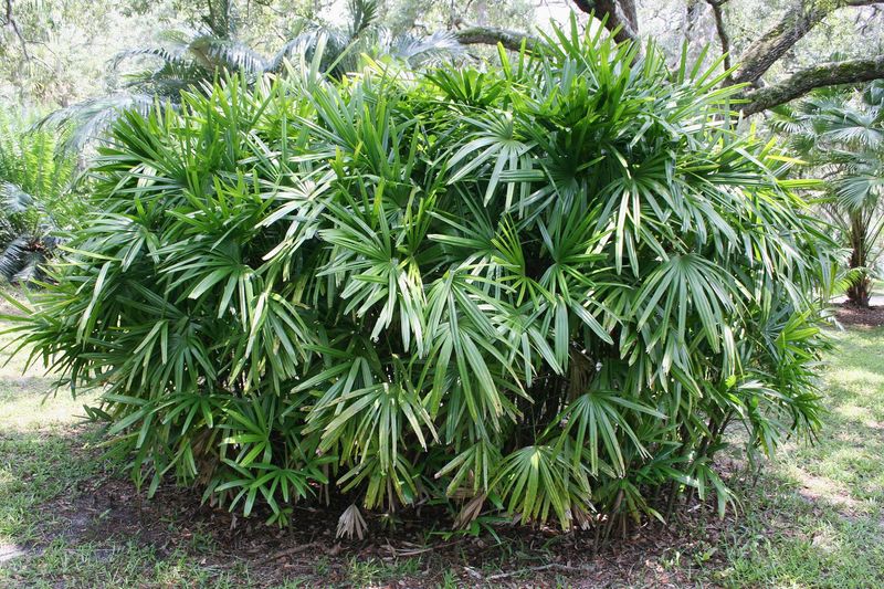 Lady Palm That Softens Tight Spaces