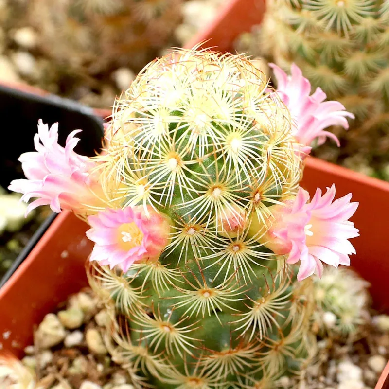 Ladyfinger Cactus Produces Rings Of Bright Pink Flowers In Spring